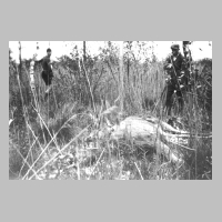 109-0024 Ein von Wilderern erlegter Elch. Otto Schroeder und Kurt Kattelat 1940 in der Golle.jpg